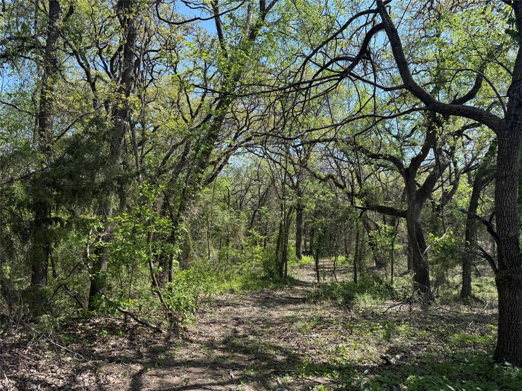 261 Catholic Cemetery Road Montague, TX 76251 - Photo 5 of 40 a view of a trees with a tree