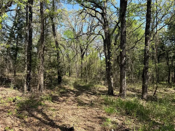 a view of a forest with trees in the background