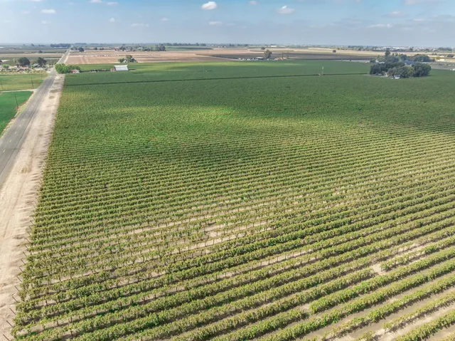 a backyard of a house with lots of plants and large trees