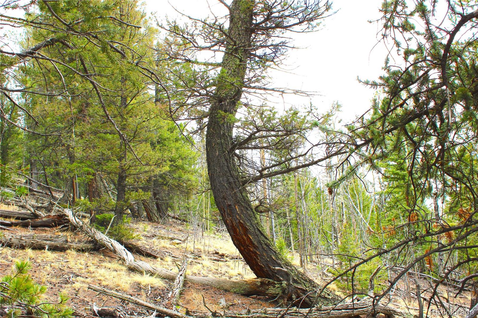 580 Ouray Trail Como, CO 80456 - Photo 12 of 26