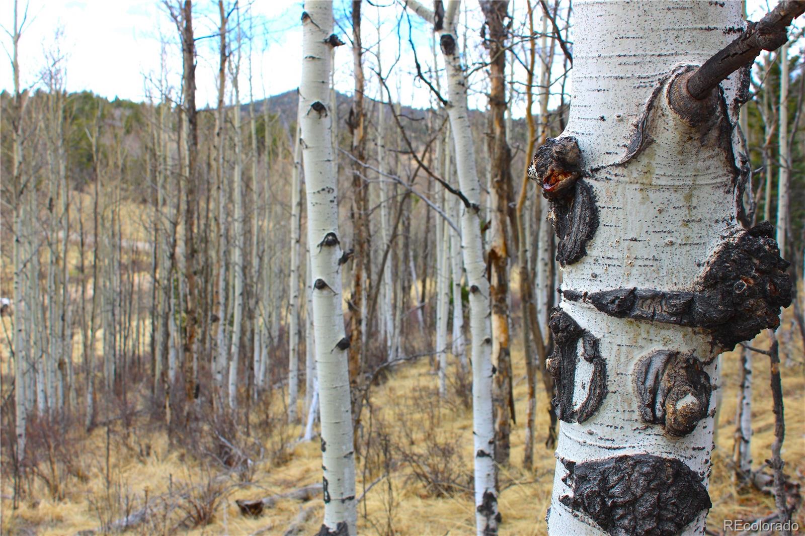 580 Ouray Trail Como, CO 80456 - Photo 4 of 26