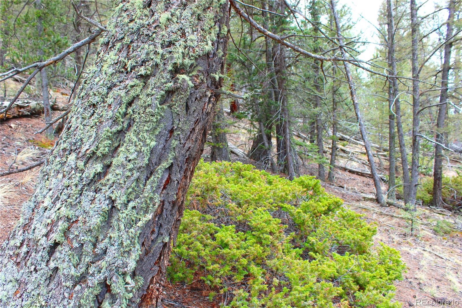 580 Ouray Trail Como, CO 80456 - Photo 5 of 26