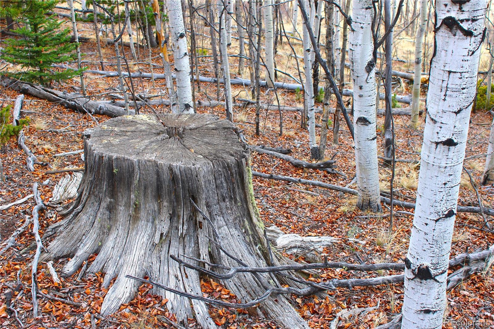 580 Ouray Trail Como, CO 80456 - Photo 9 of 26