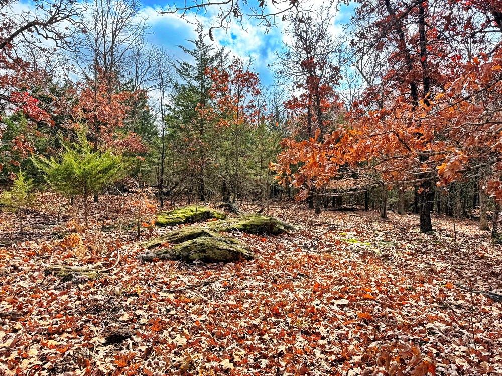 0 Southeast 500 Road Collins, MO 64738 - Photo 13 of 47