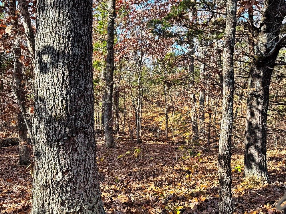 0 Southeast 500 Road Collins, MO 64738 - Photo 33 of 47