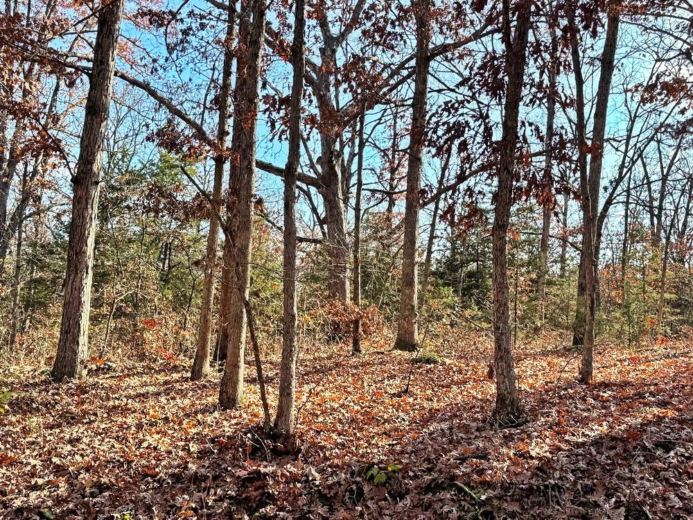 0 Southeast 500 Road Collins, MO 64738 - Photo 39 of 47