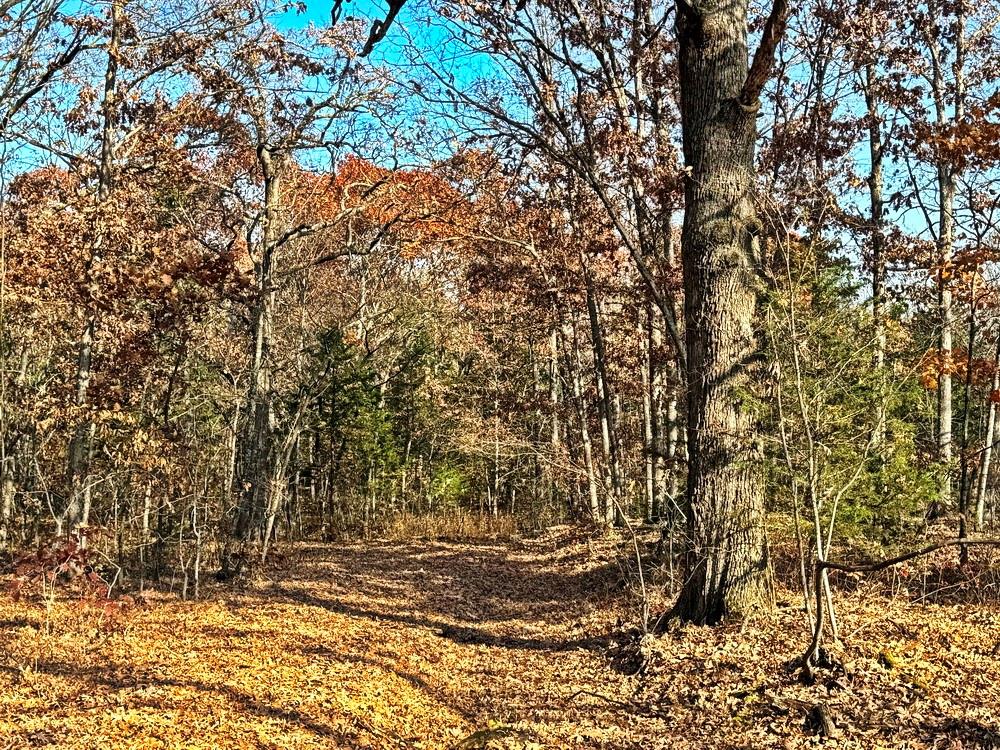 0 Southeast 500 Road Collins, MO 64738 - Photo 41 of 47