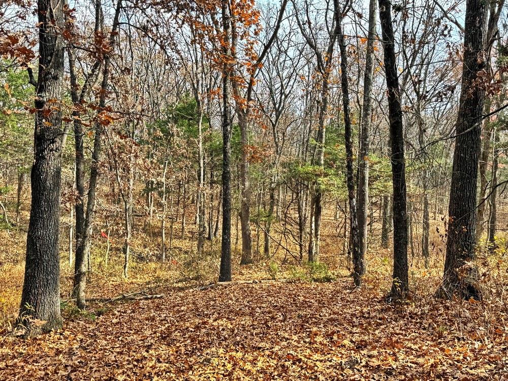 0 Southeast 500 Road Collins, MO 64738 - Photo 6 of 47