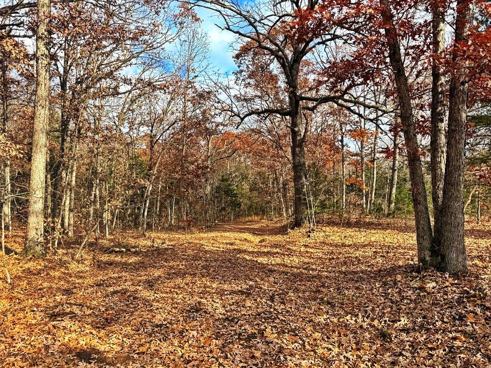 0 Southeast 500 Road Collins, MO 64738 - Photo 7 of 47