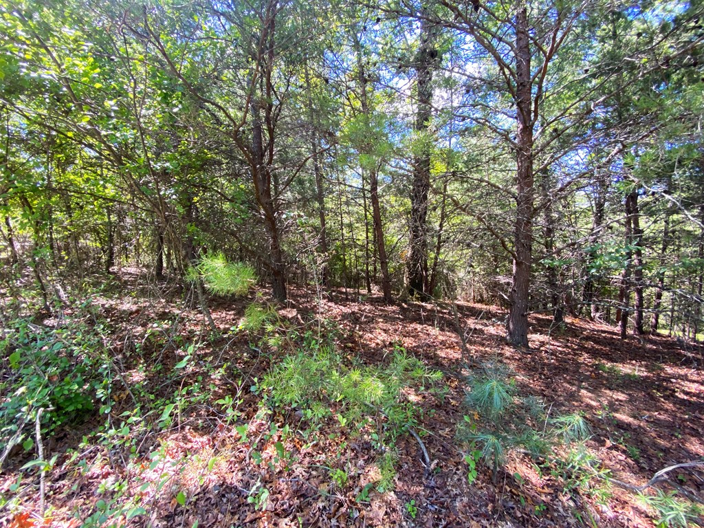 0 Pin Oak Ridge Murphy, NC 28906 - Photo 4 of 13 Gallery Image 4