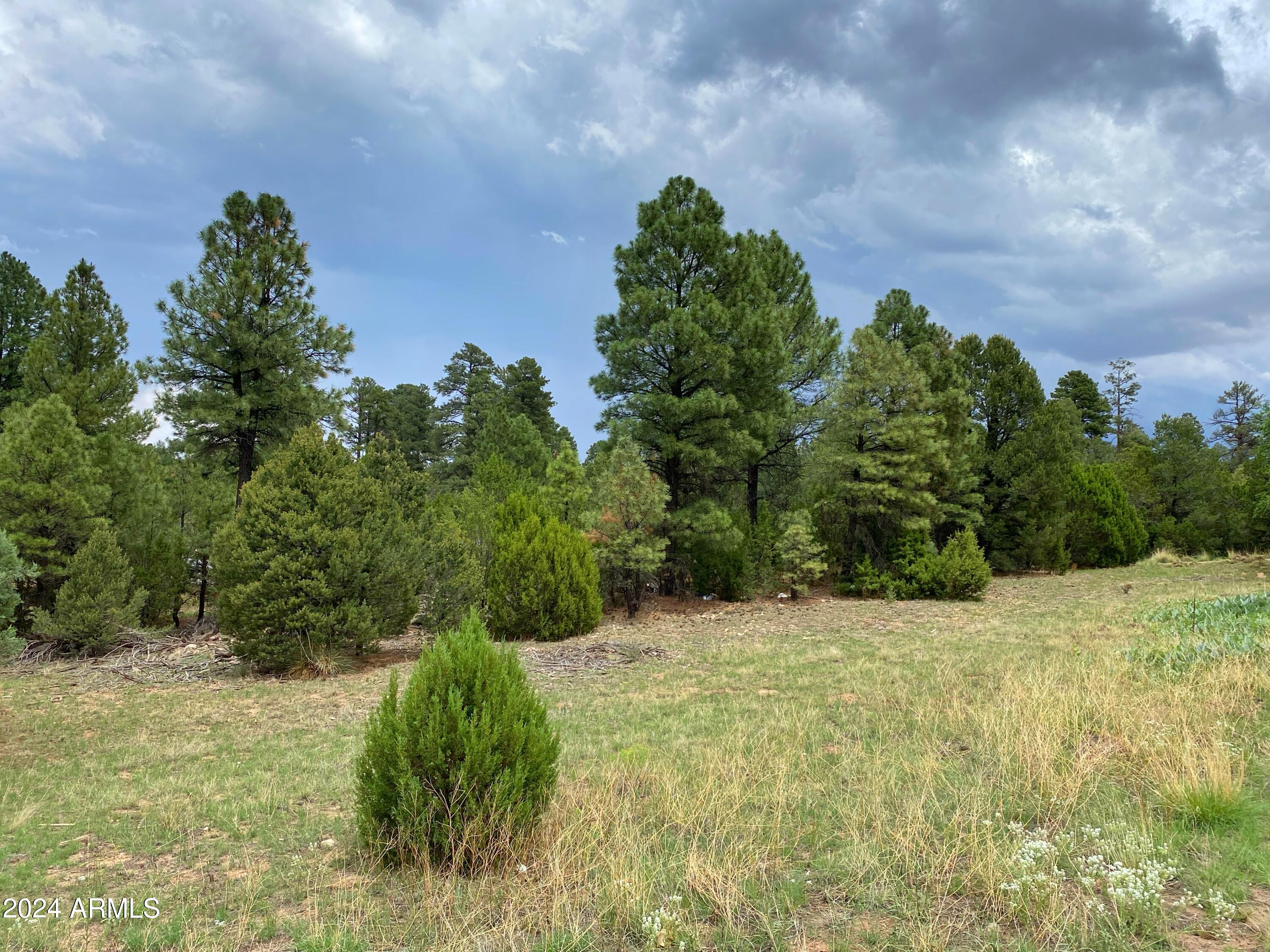 a view of a yard with trees in the background