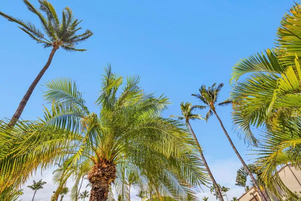 a view of a palm plant with a palm trees