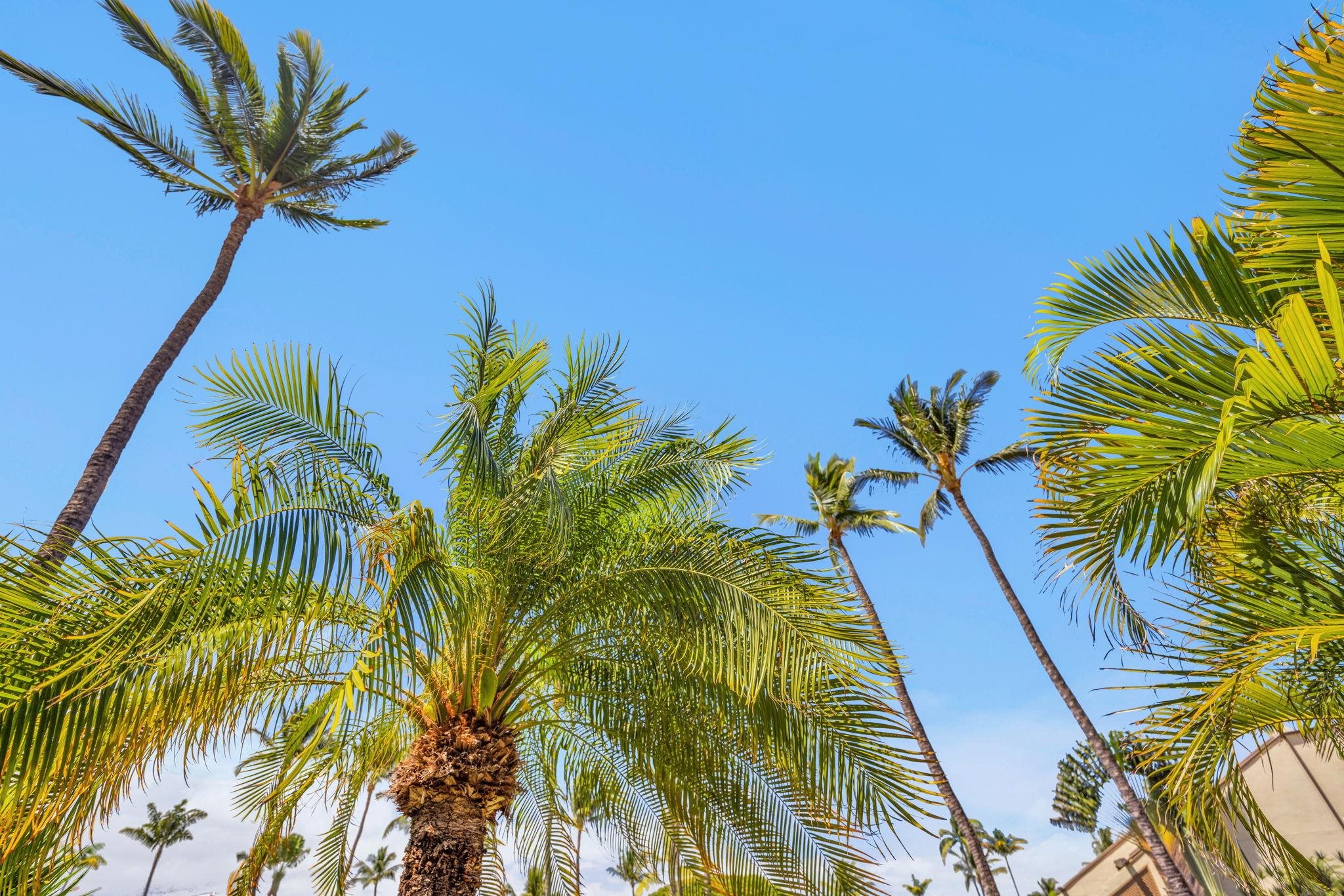 2777 South Kihei Road, Unit L105 Kihei, HI 96753 - Photo 38 of 48