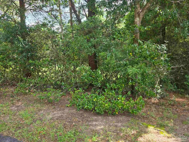 a view of a yard with plants and large trees