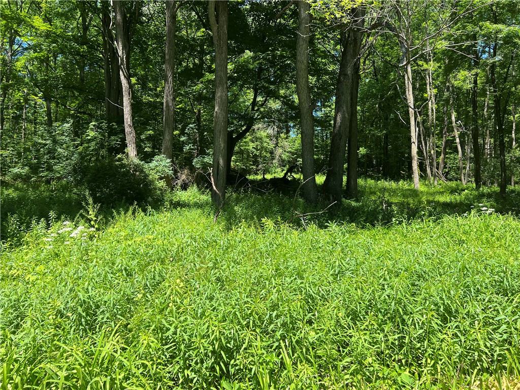 0 Wiley Town Road Fly Creek, NY 13337 - Photo 1 of 1 Some flat area to build in the front of the lot