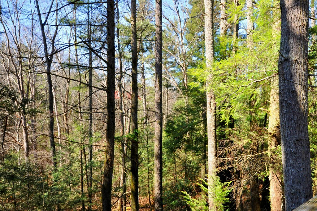 U-1 Sequoyah Village Road Townsend, TN 37882 - Photo 6 of 16 Diane WIlliams Bears Den 067_resized