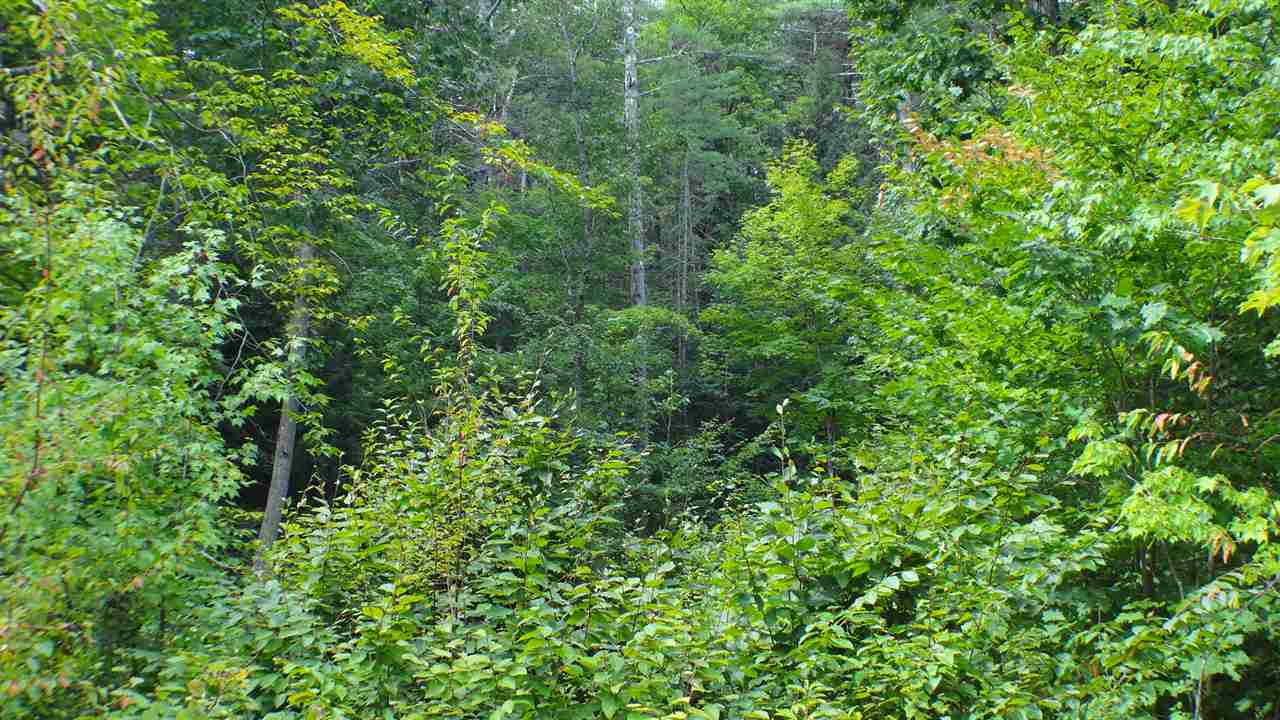 50 Poverty Road Hillsborough, NH 03244 - Photo 15 of 25 Gallery Image 15