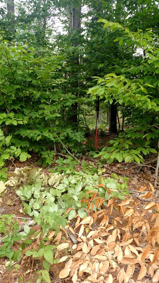50 Poverty Road Hillsborough, NH 03244 - Photo 20 of 25 Gallery Image 20