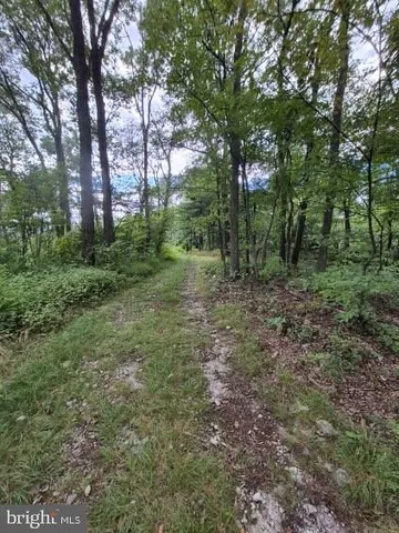 a view of a forest with trees in the background