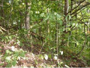 L0-t15 Montego Bay Road, Unit 15 Abingdon, VA 24211 - Photo 5 of 6 Photo 5
