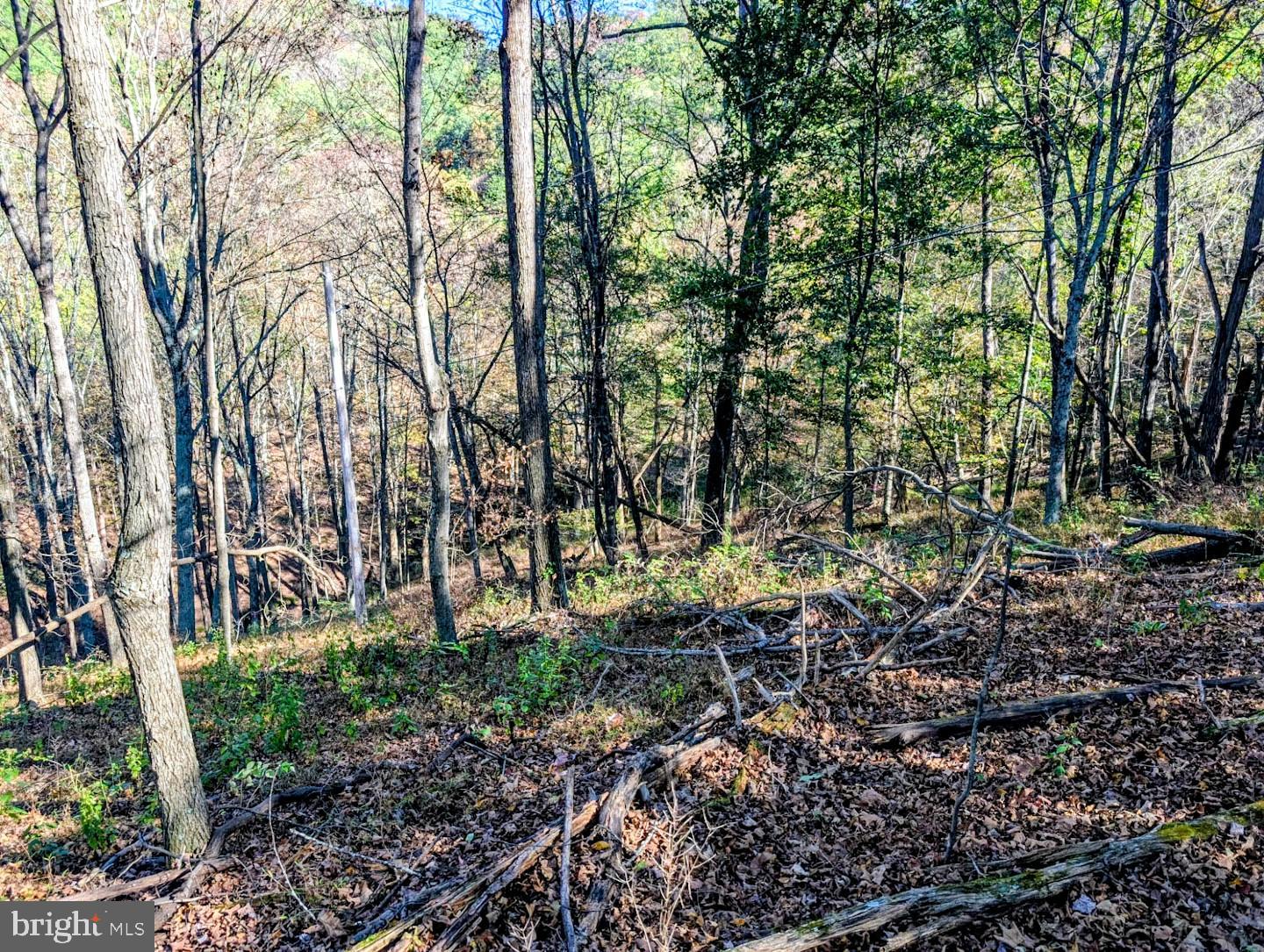 939 Collins Road Artemas, PA 17211 - Photo 28 of 43 a backyard of a house with lots of trees