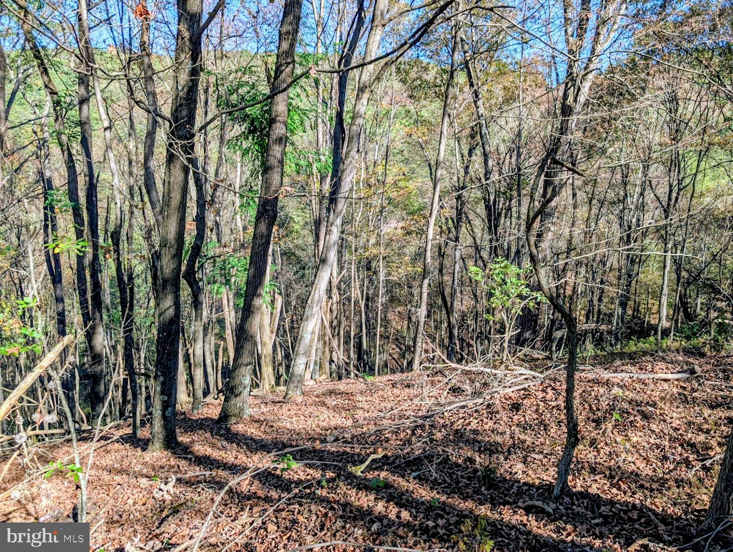 939 Collins Road Artemas, PA 17211 - Photo 38 of 43 a view of a forest with trees