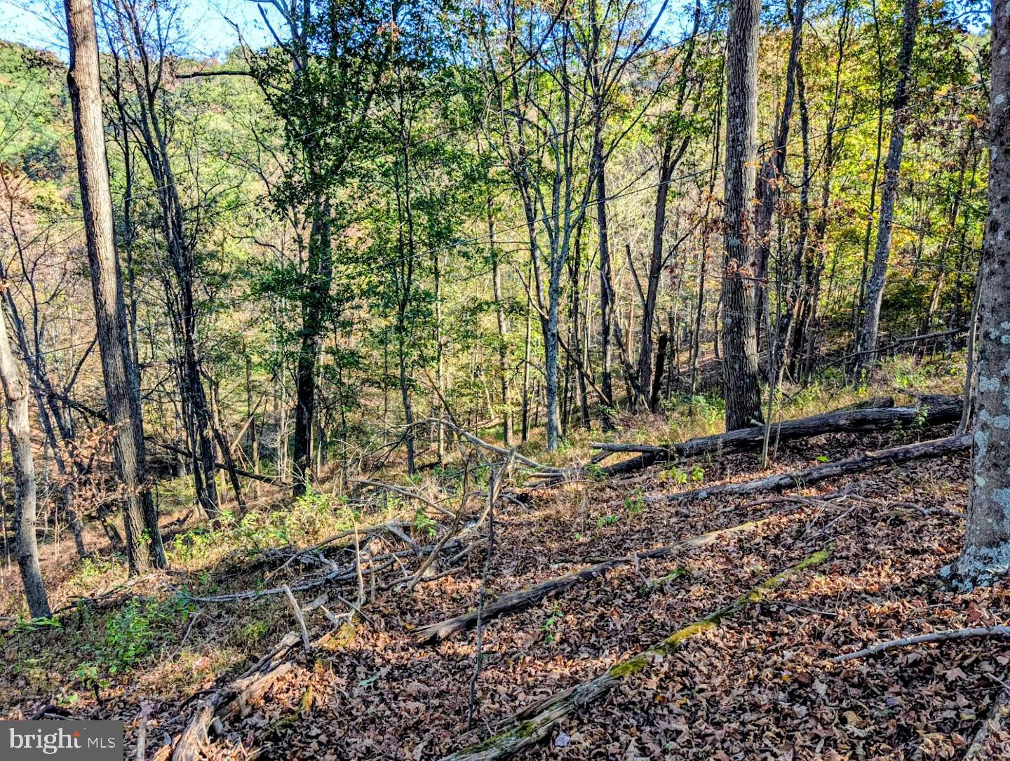 939 Collins Road Artemas, PA 17211 - Photo 41 of 43 a view of a yard with plants and trees