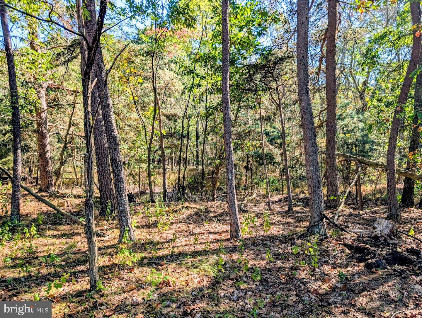 939 Collins Road Artemas, PA 17211 - Photo 42 of 43 a view of outdoor space with trees