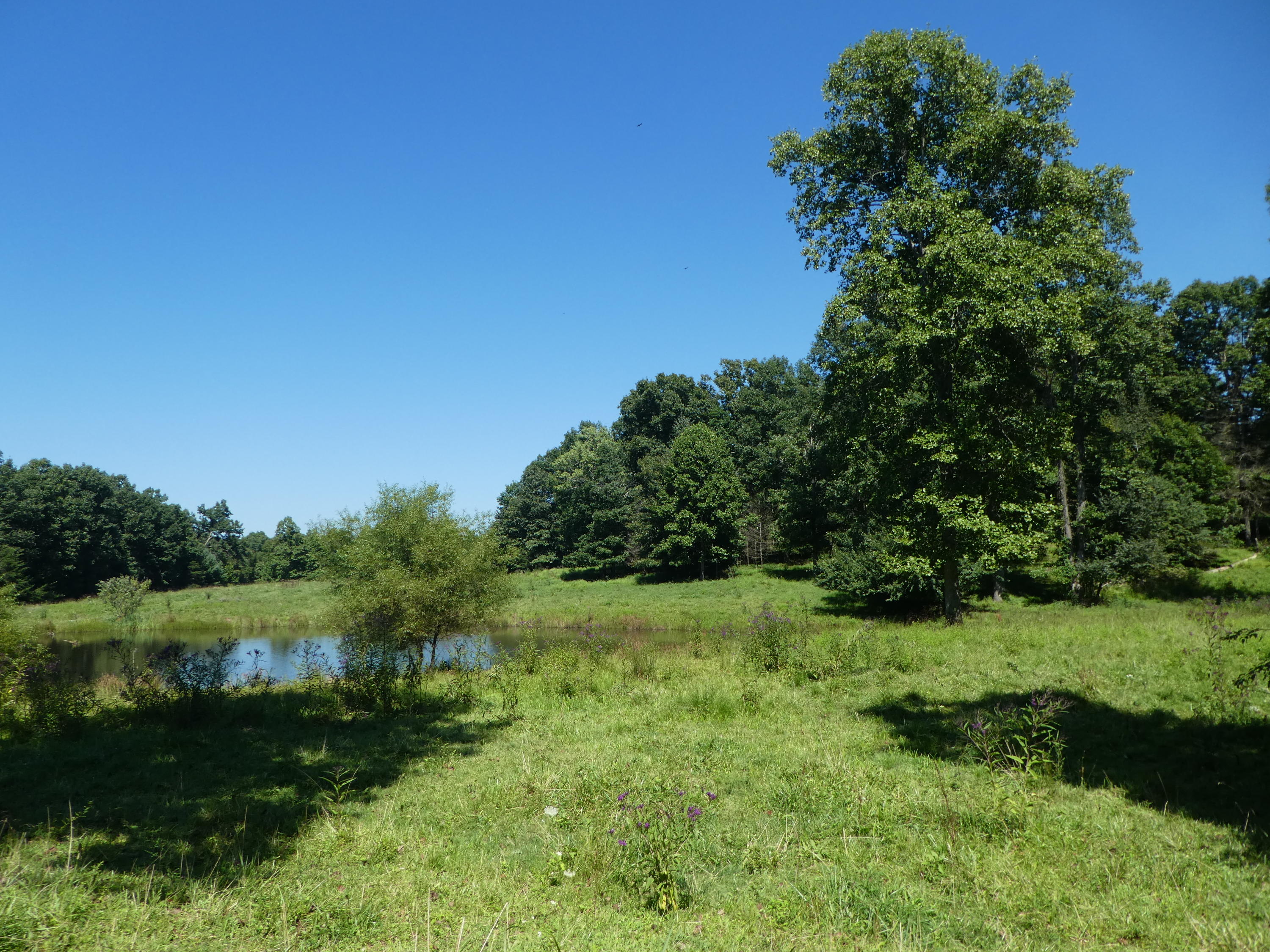 Petersford Road Sunbright, TN 37872 - Photo 8 of 8 P1010793