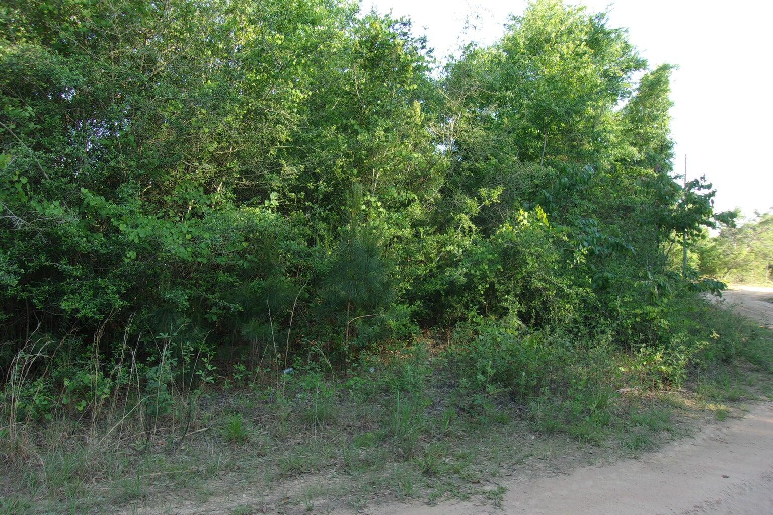 0 Curlew Street Crestview, FL 32539 - Photo 2 of 2 a view of a lush green forest