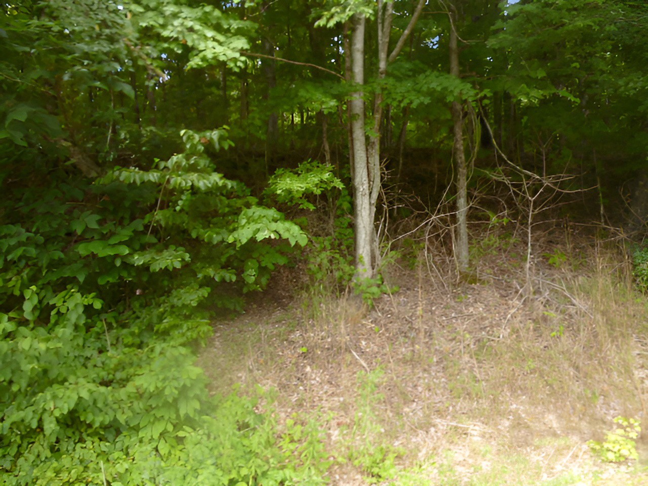 9333 Bold Springs Road McEwen, TN 37101 - Photo 3 of 5 Gallery Image 3
