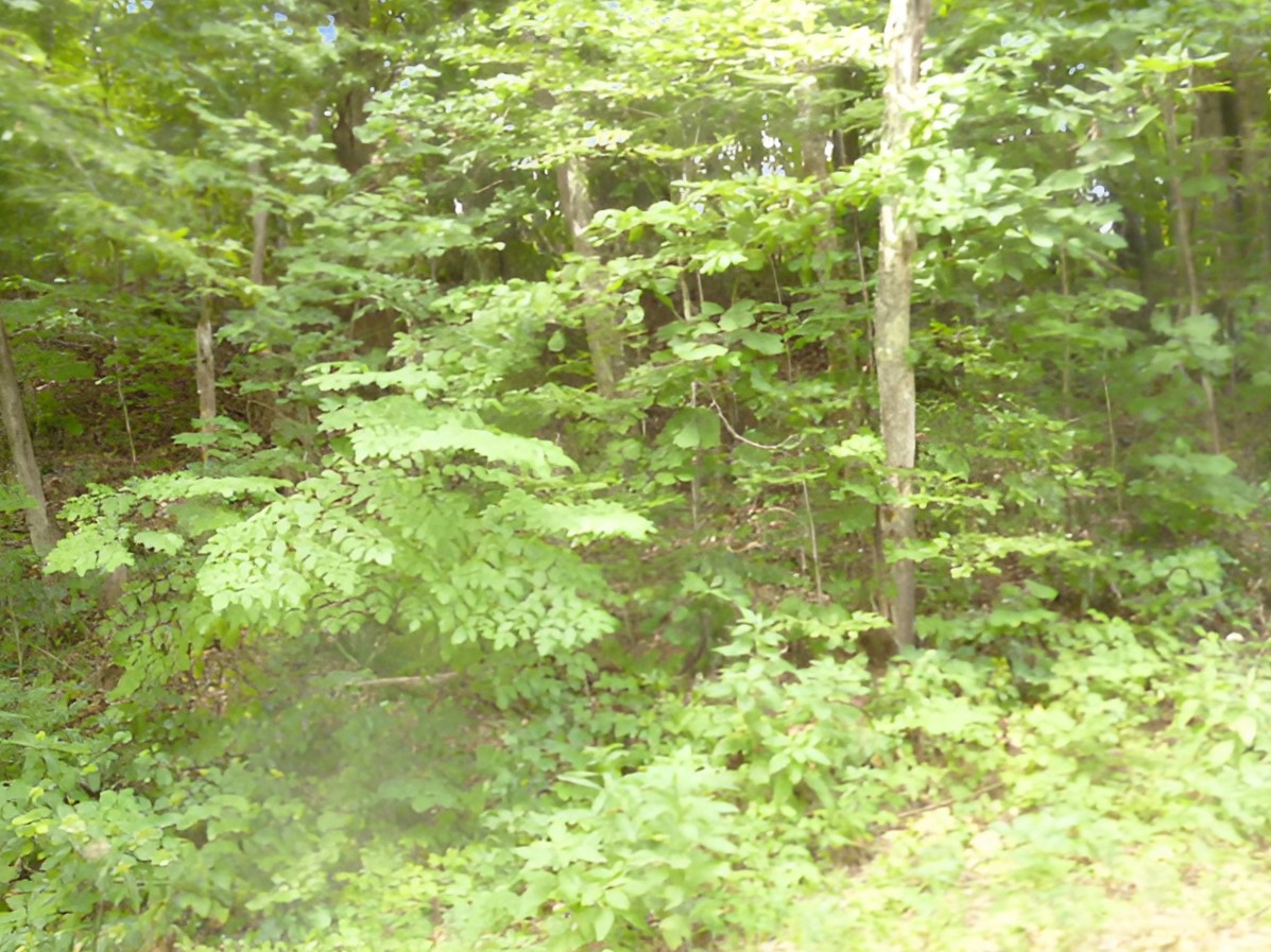 9333 Bold Springs Road McEwen, TN 37101 - Photo 4 of 5 Gallery Image 4