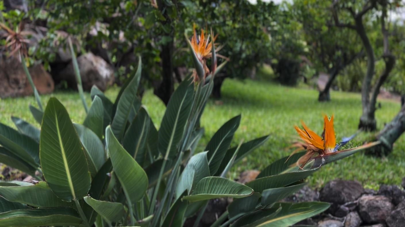 216 Kamakoi Loop Kihei, HI 96753 - Photo 28 of 30 a view of banana tree