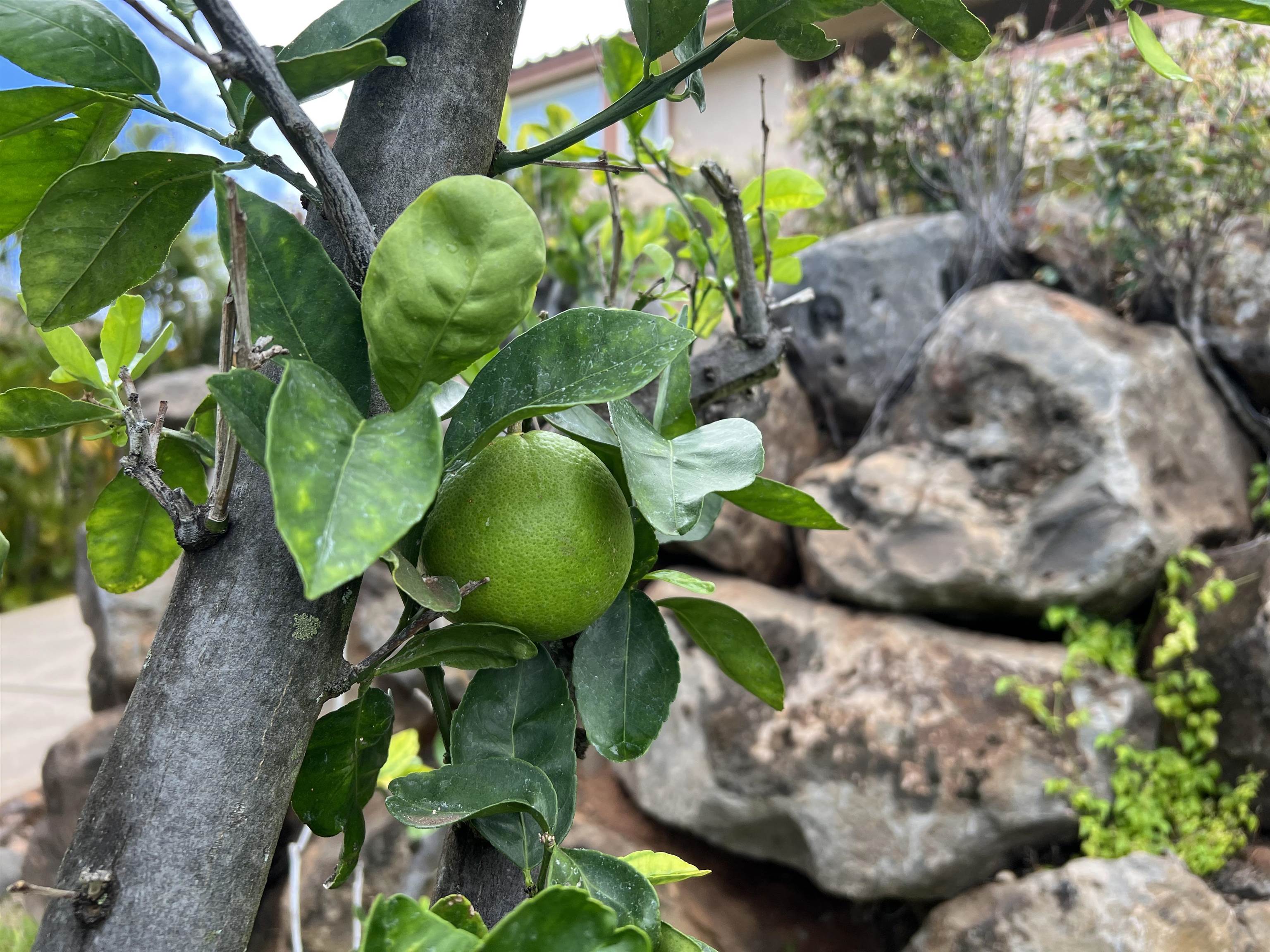 216 Kamakoi Loop Kihei, HI 96753 - Photo 30 of 30 a view of a plant with some plants