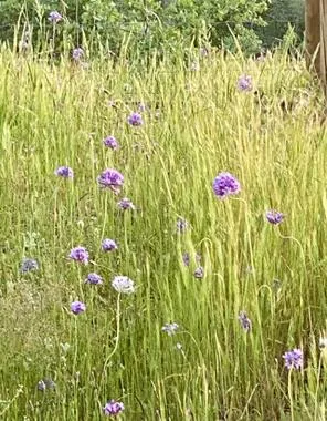 a close up of a flower in a garden