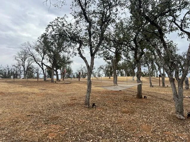a tree in the middle of a yard