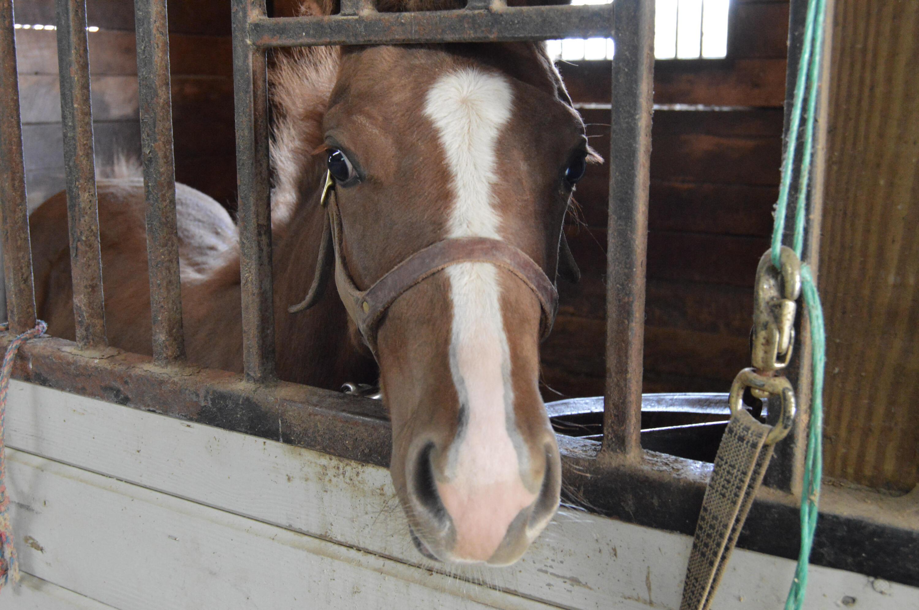10156 Marysville Road Ostrander, OH 43061 - Photo 48 of 140 Horses 12