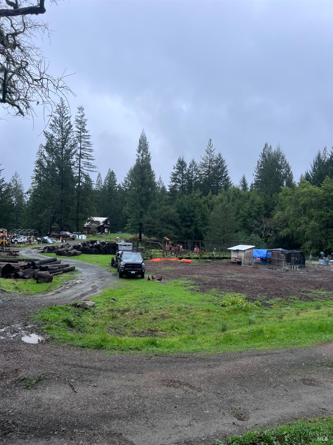 a view of a yard with large trees