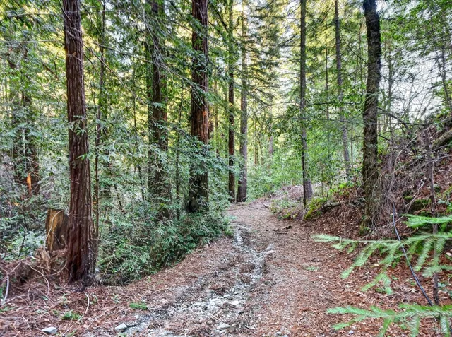 a view of a forest with a tree