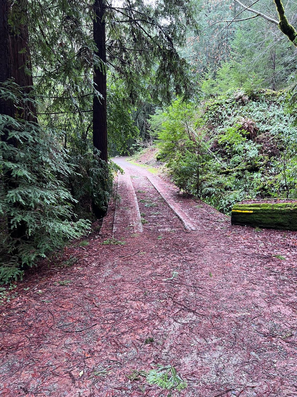 15785 Pole Mountain Road Cazadero, CA 95421 - Photo 20 of 44 a view of a backyard with plants and large trees