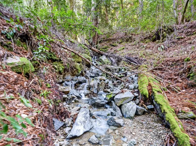 a view of a tree with a lush green forest