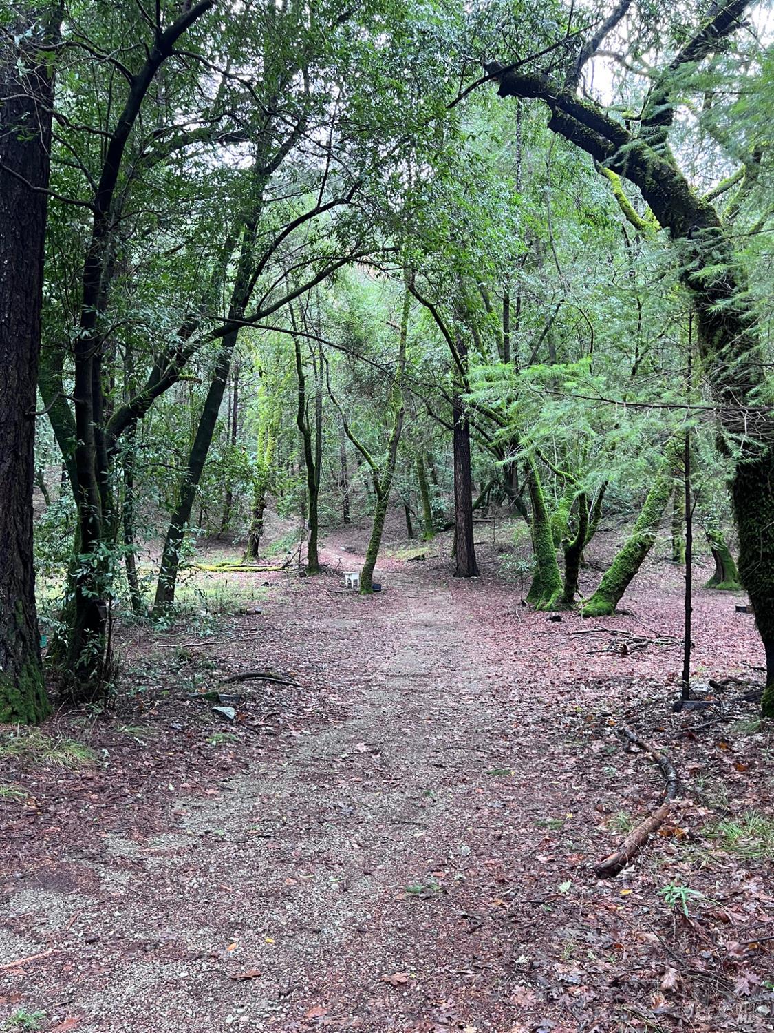 15785 Pole Mountain Road Cazadero, CA 95421 - Photo 22 of 44 a view of outdoor space and trees