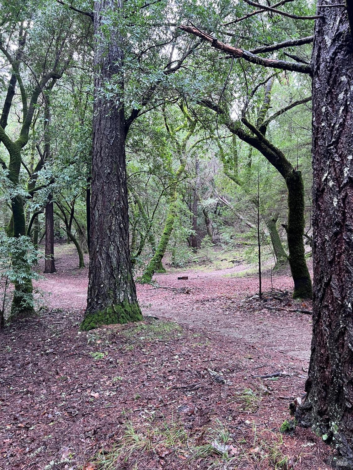 15785 Pole Mountain Road Cazadero, CA 95421 - Photo 23 of 44 a view of a yard with a tree
