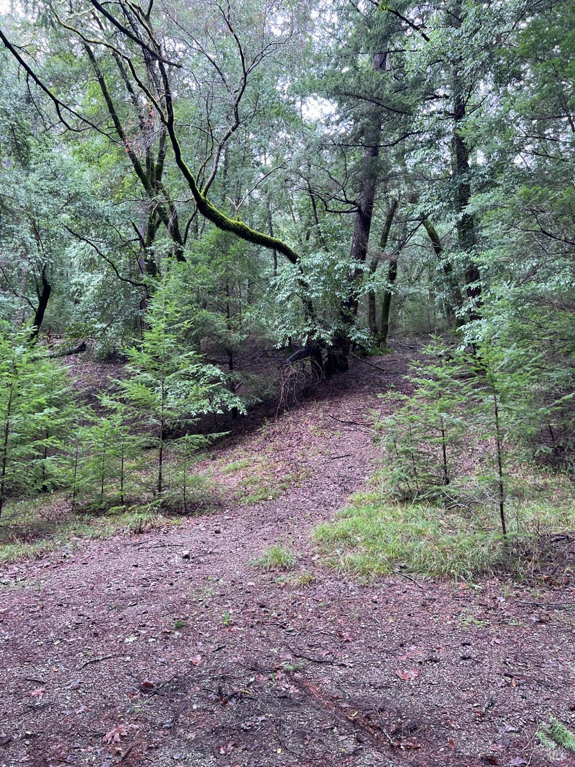 15785 Pole Mountain Road Cazadero, CA 95421 - Photo 24 of 44 a view of a yard