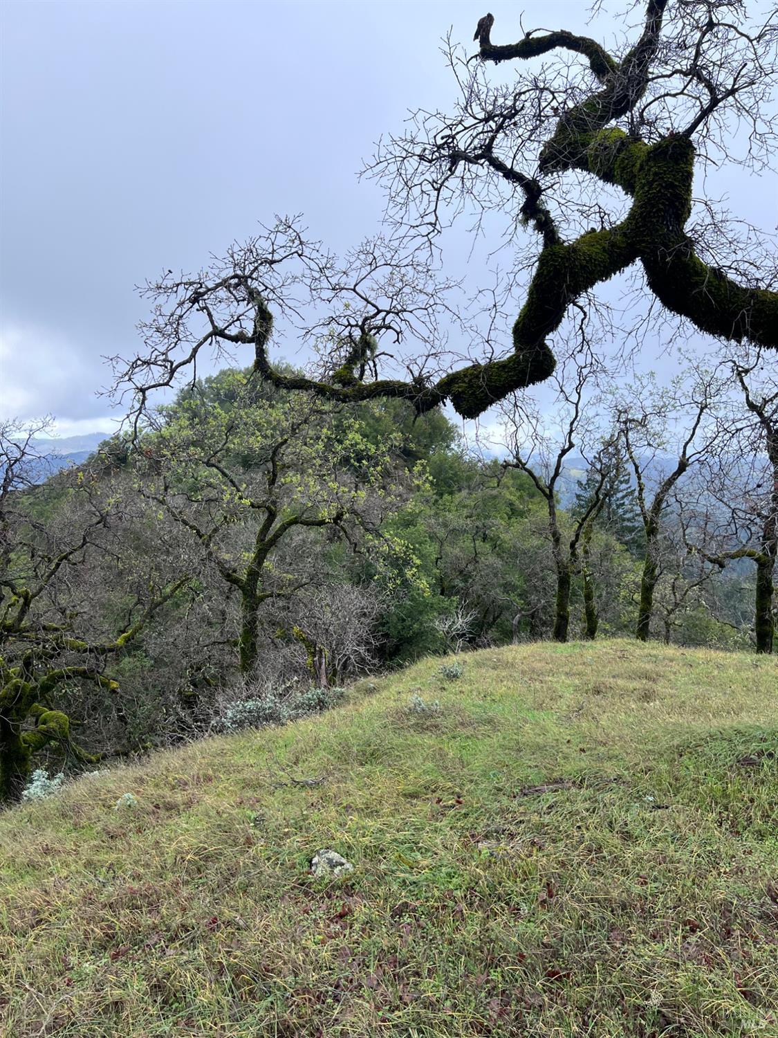 15785 Pole Mountain Road Cazadero, CA 95421 - Photo 32 of 44 a view of a yard with plants and a building