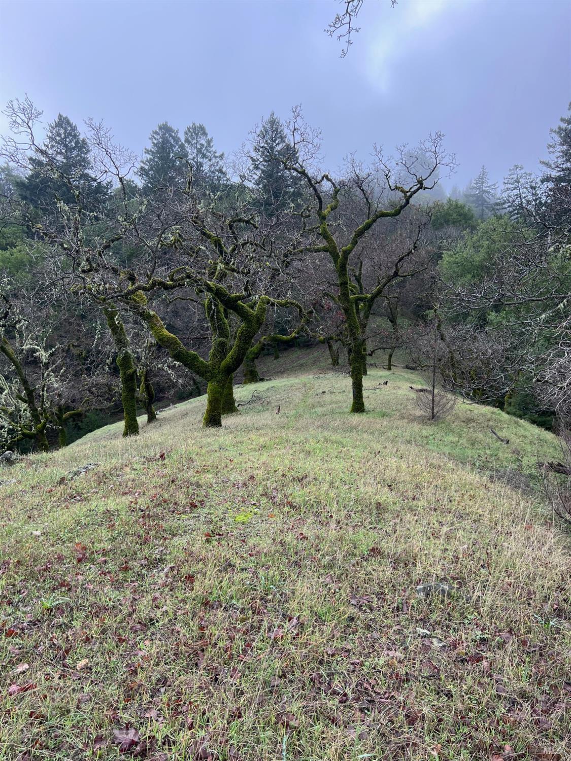 15785 Pole Mountain Road Cazadero, CA 95421 - Photo 33 of 44 a view of outdoor space