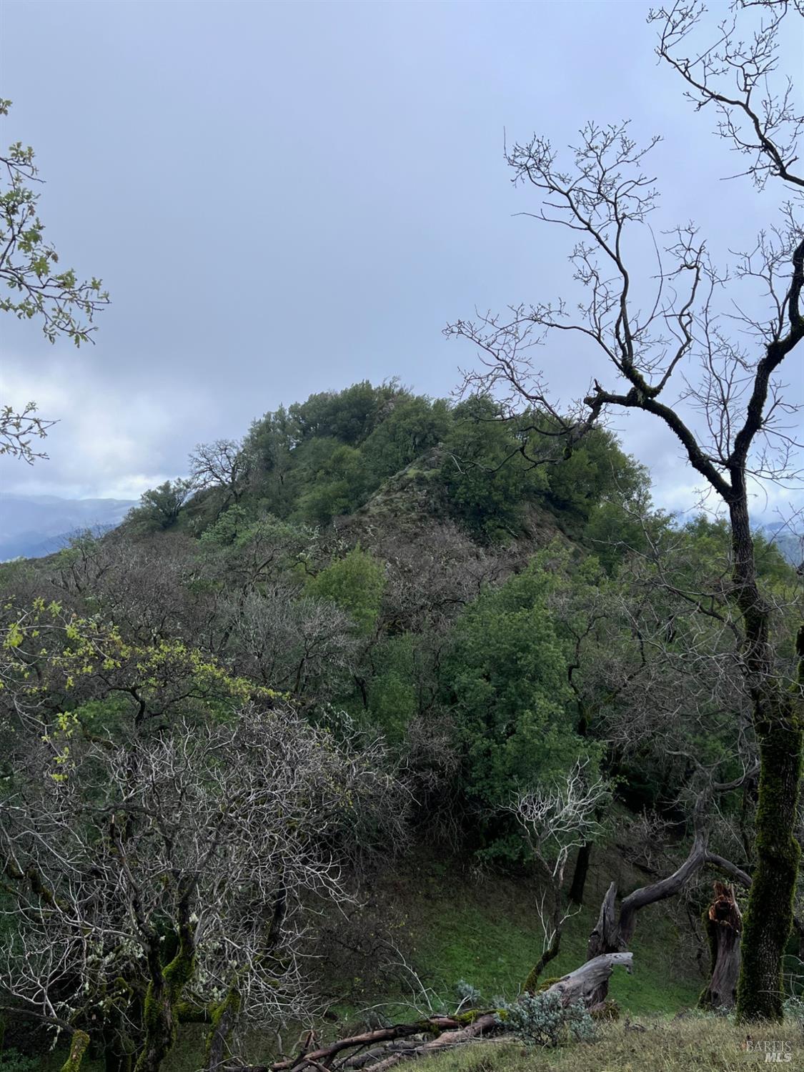 15785 Pole Mountain Road Cazadero, CA 95421 - Photo 34 of 44 a view of a bunch of trees and bushes