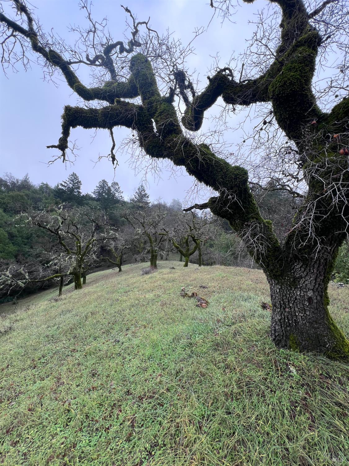 15785 Pole Mountain Road Cazadero, CA 95421 - Photo 35 of 44 a view of a backyard of a house