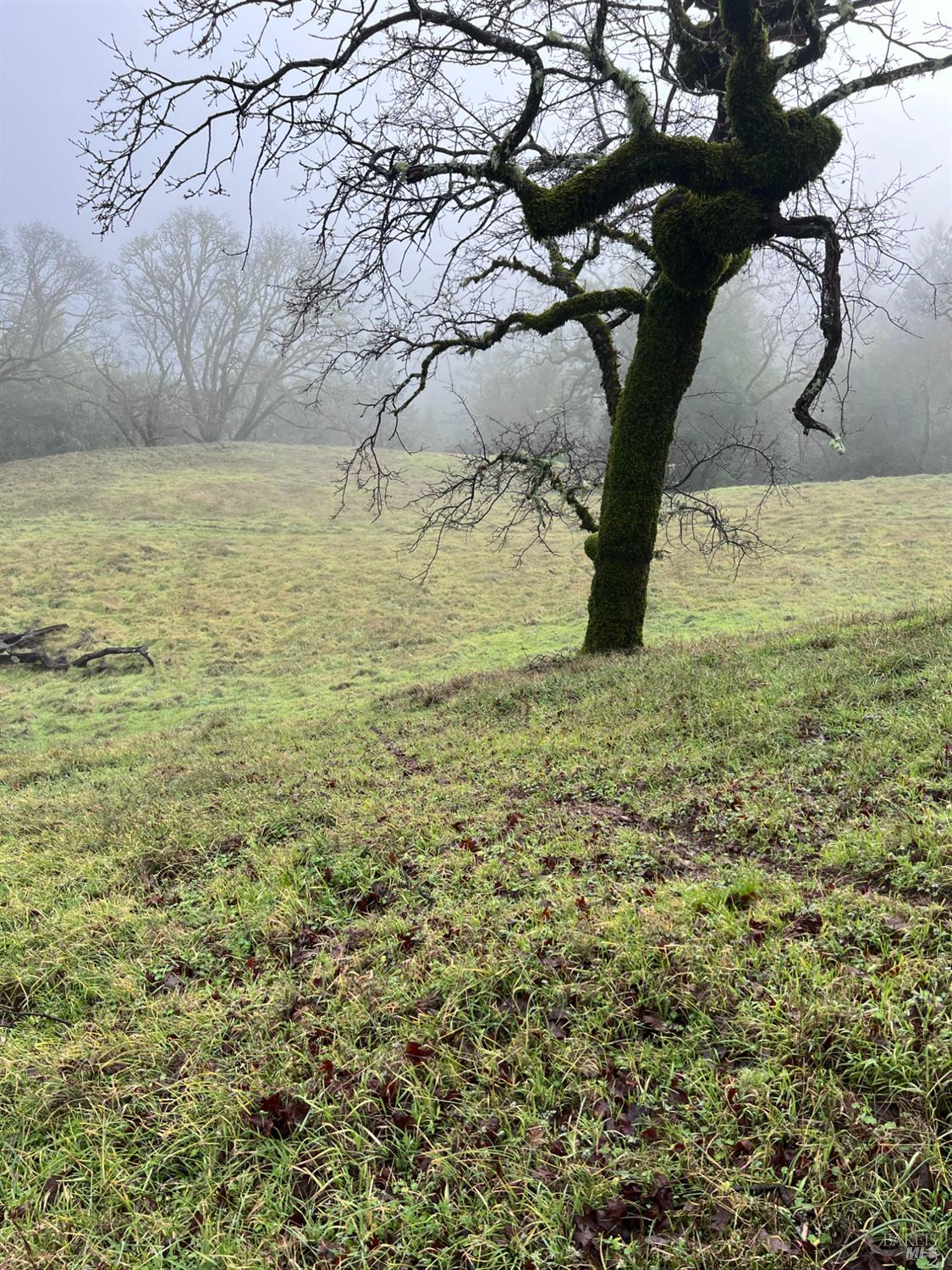 15785 Pole Mountain Road Cazadero, CA 95421 - Photo 41 of 44 a view of beach with large trees