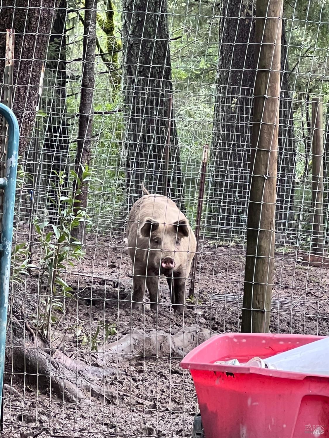 15785 Pole Mountain Road Cazadero, CA 95421 - Photo 8 of 44 a view of a patio with a table and chairs and potted plants
